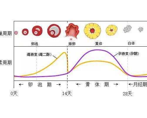 武汉医院有代怀吗,武汉民间供卵试管,武汉供卵试管中介