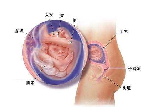 西安供卵怀孕_朝阳医院生殖中心可以做供精试管婴儿吗？成功率如何？